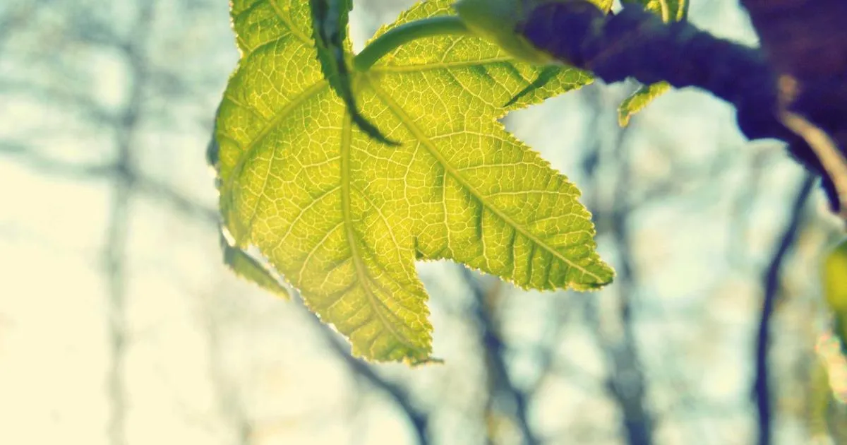 Comment je prolongé la fraîcheur de mes fraises : l astuce de la feuille magique pour les garder une semaine au réfrigérateur