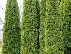 découvrez pourquoi le thuya sera abandonné en 2026 et quelles nouvelles plantes privilégier pour embellir et entretenir votre jardin durablement.